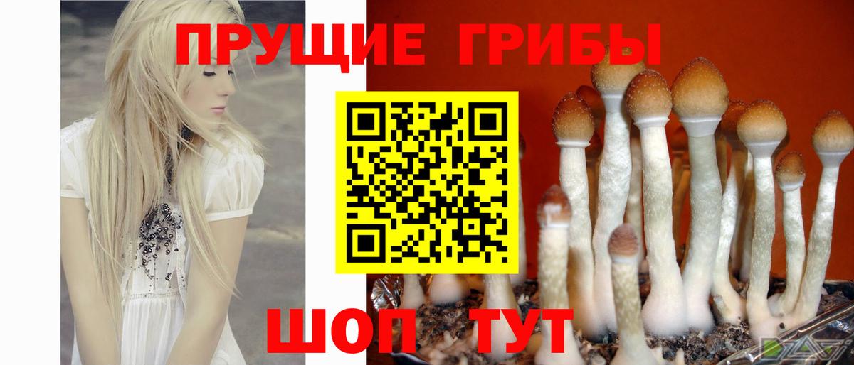 Псилоцибиновые грибы Psilocybine cubensis Тольятти